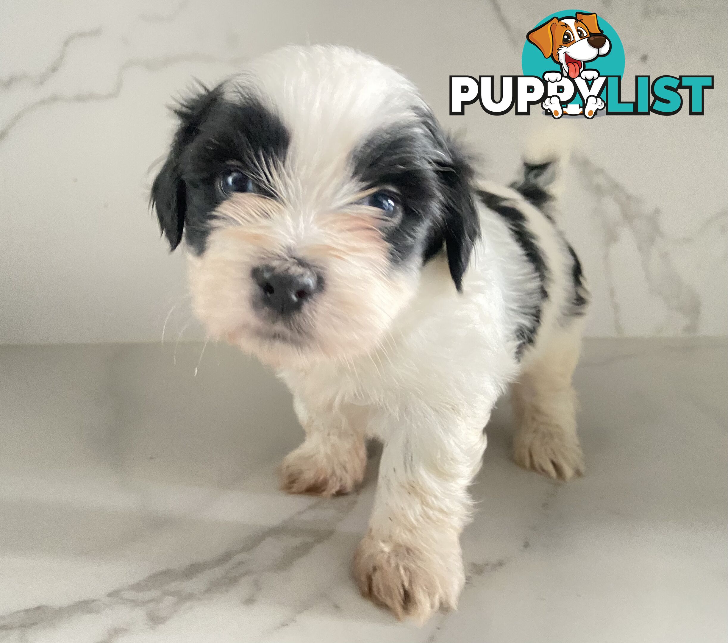 PUPPIE needs forever Home