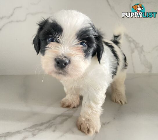 PUPPIE needs forever Home