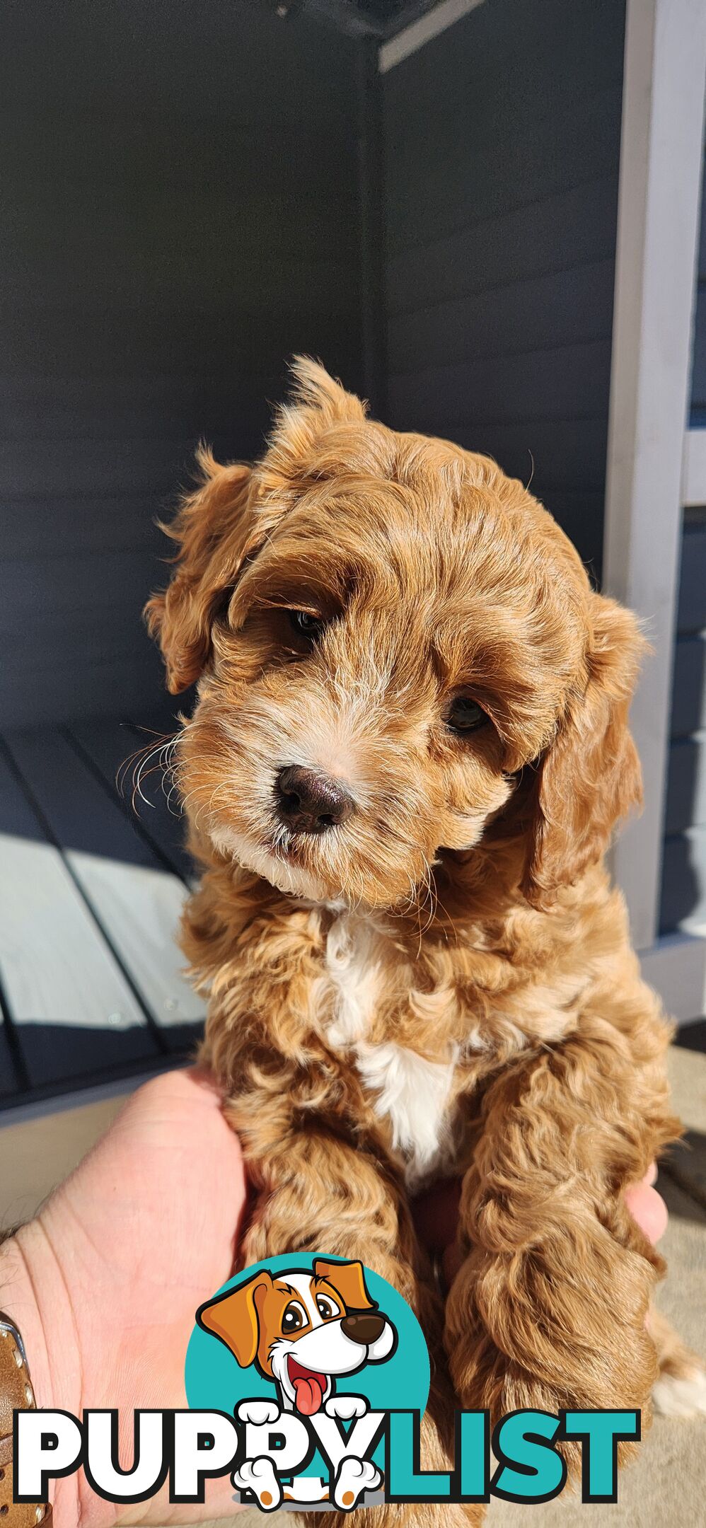 F1 Toy Cavoodles **1 Female Left *Ready now**, Parents are DNA cleared
