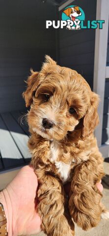 F1 Toy Cavoodles **1 Female Left *Ready now**, Parents are DNA cleared
