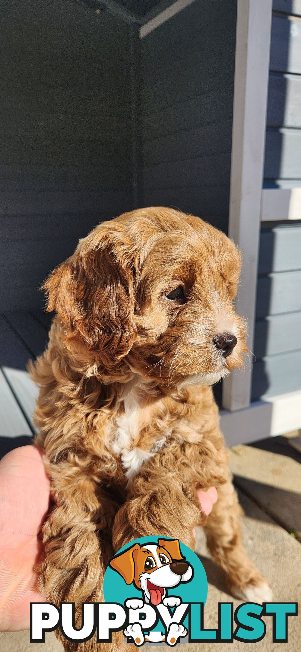 F1 Toy Cavoodles **1 Female Left *Ready now**, Parents are DNA cleared