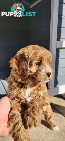 F1 Toy Cavoodles **1 Female Left *Ready now**, Parents are DNA cleared
