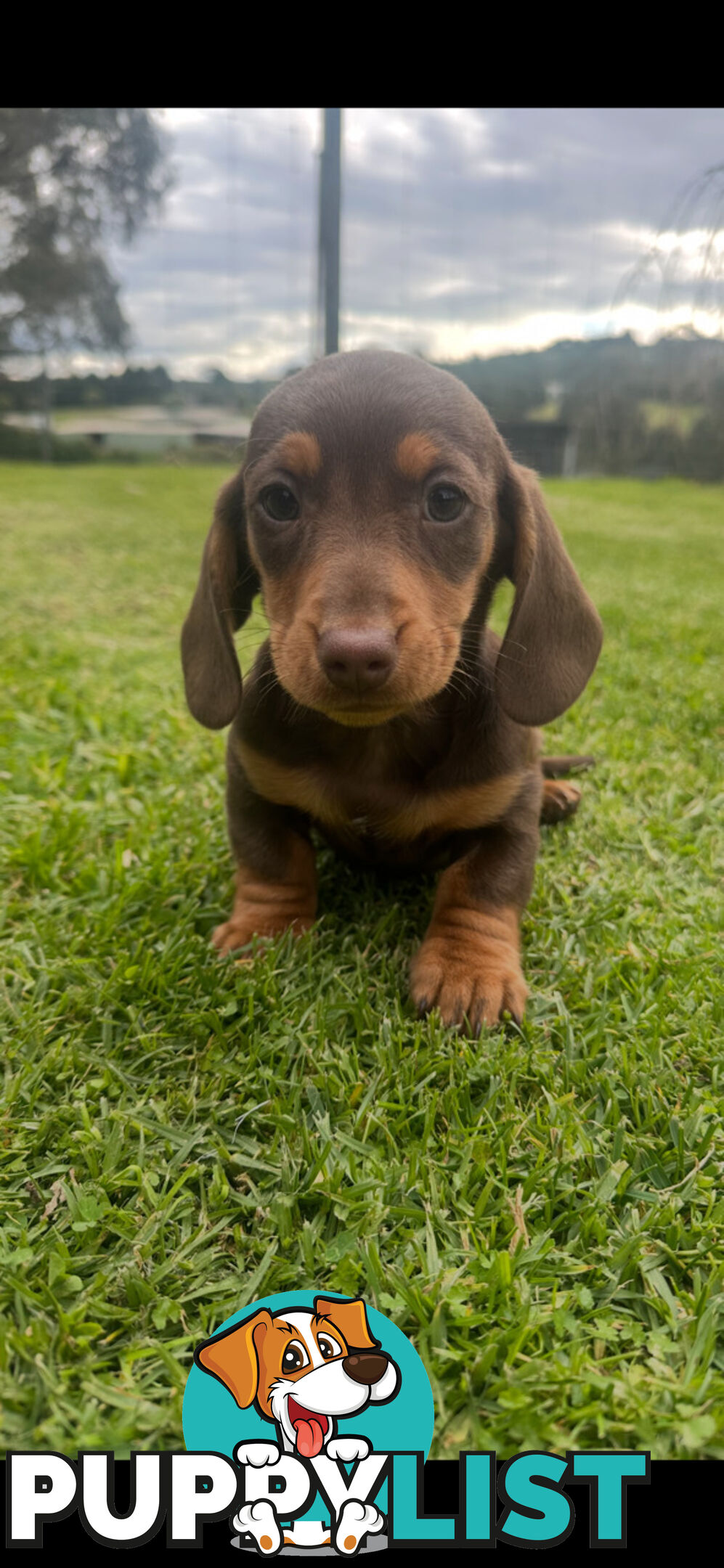 Miniature dachshund pups