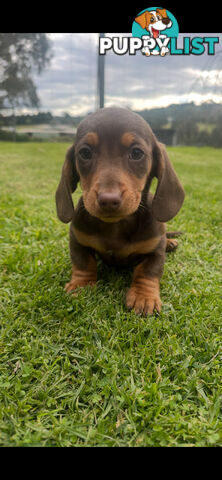 Miniature dachshund pups