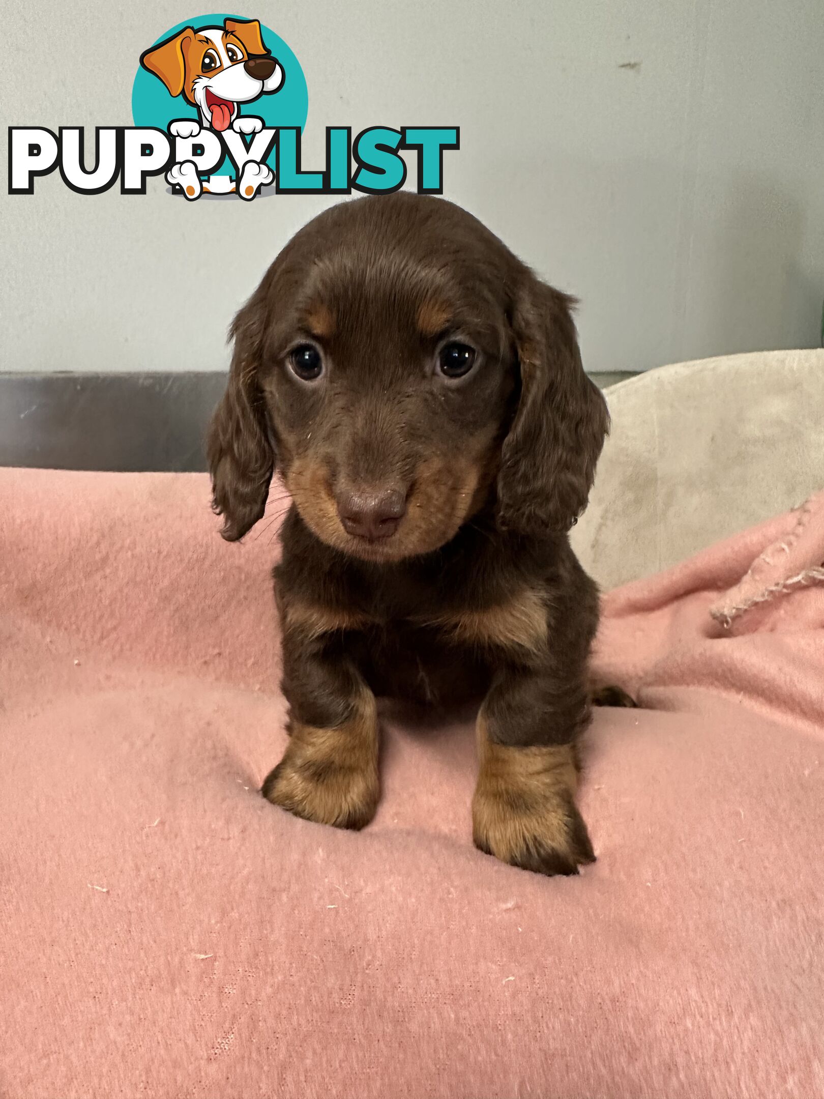 Miniature dachshund pups