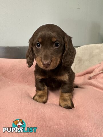Miniature dachshund pups