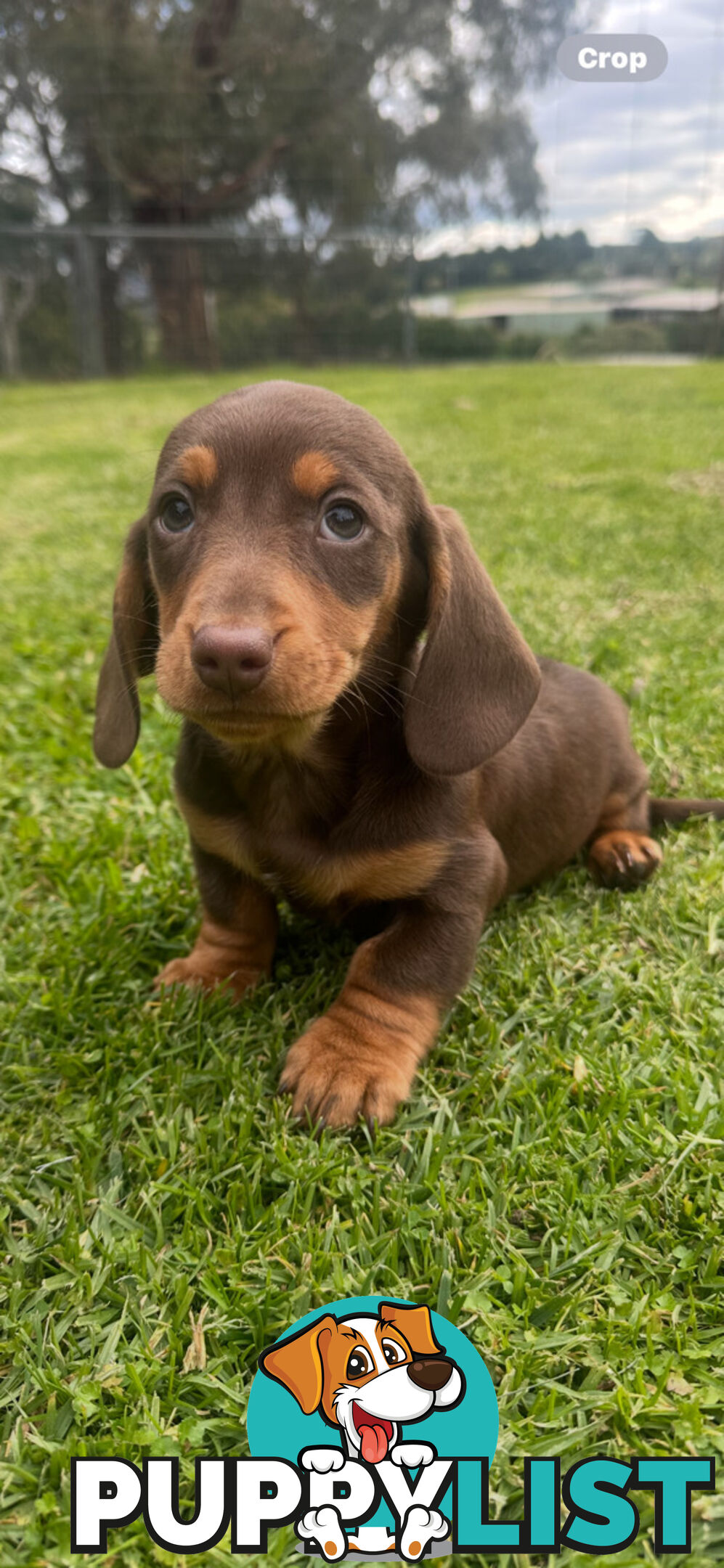 Miniature dachshund pups