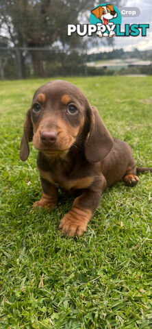 Miniature dachshund pups