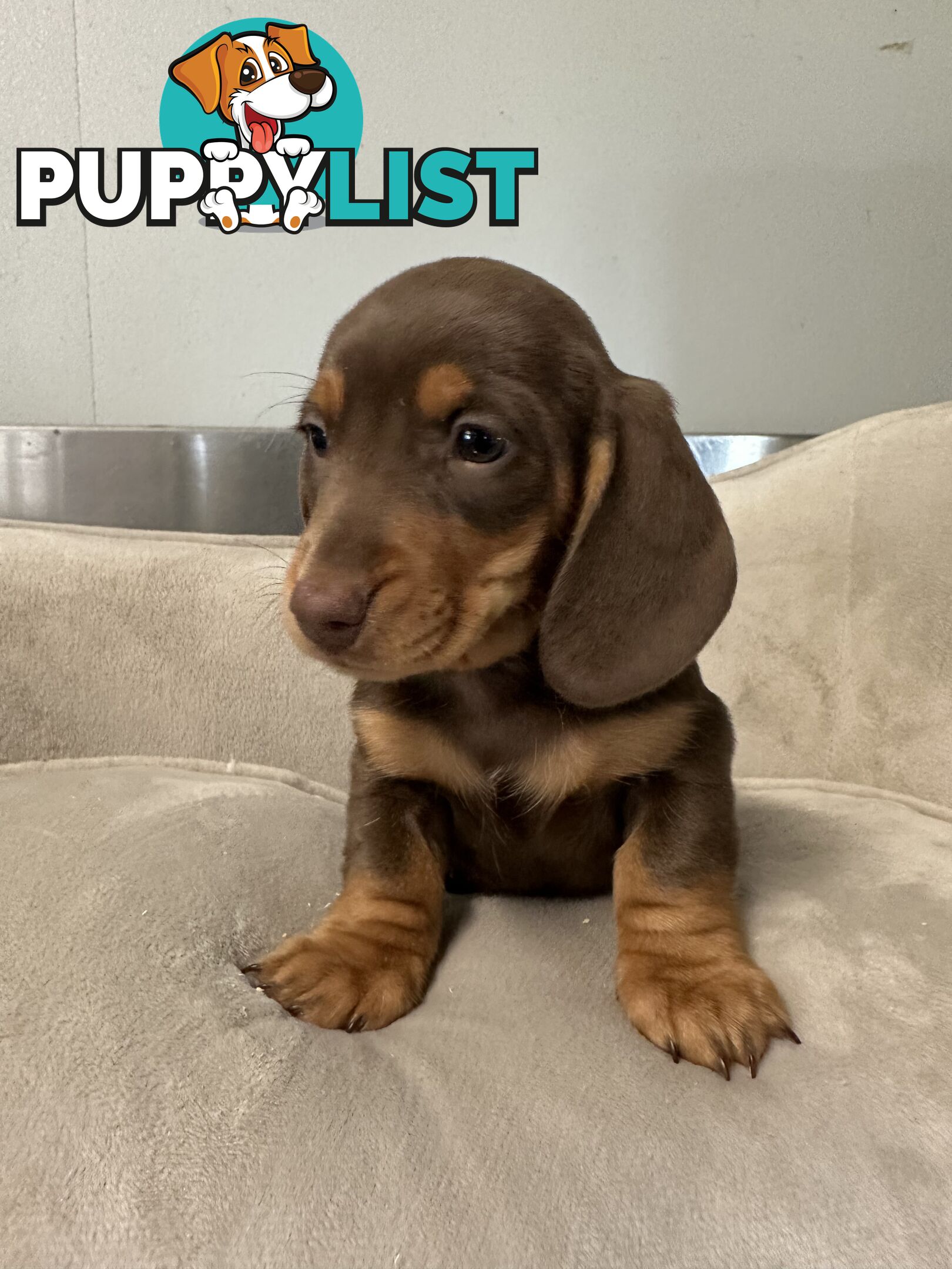 Miniature dachshund pups