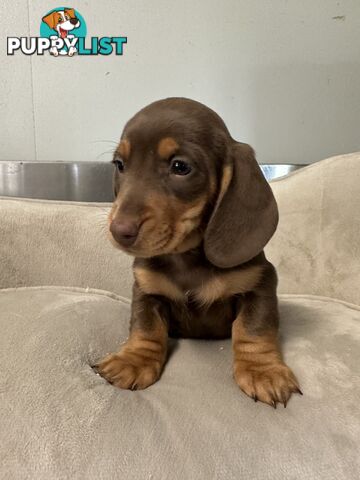 Miniature dachshund pups