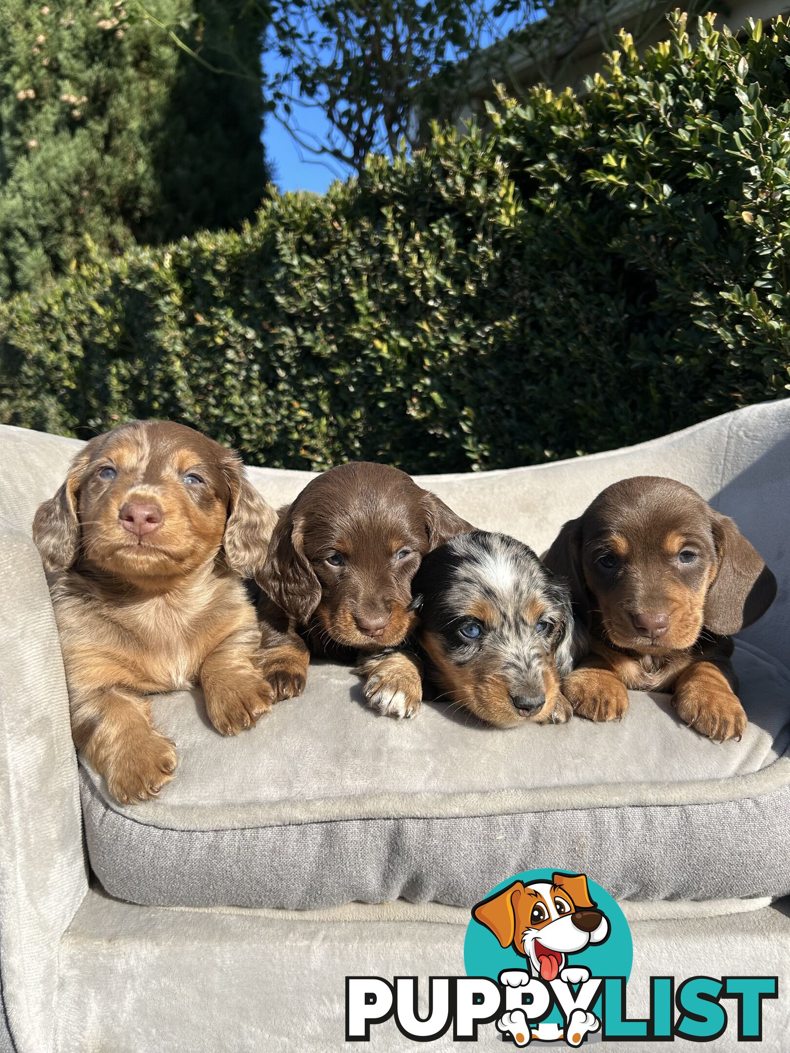 Miniature dachshund pups