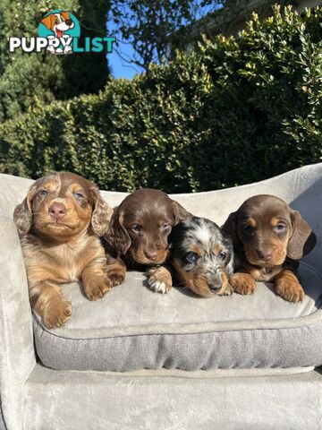 Miniature dachshund pups