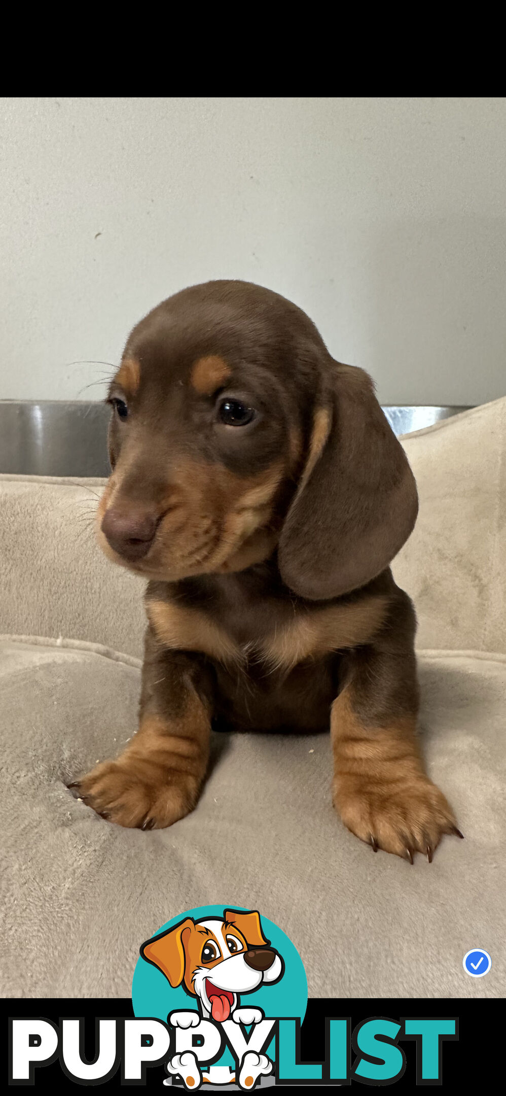 Miniature dachshund pups