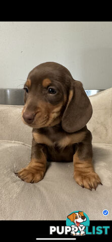 Miniature dachshund pups