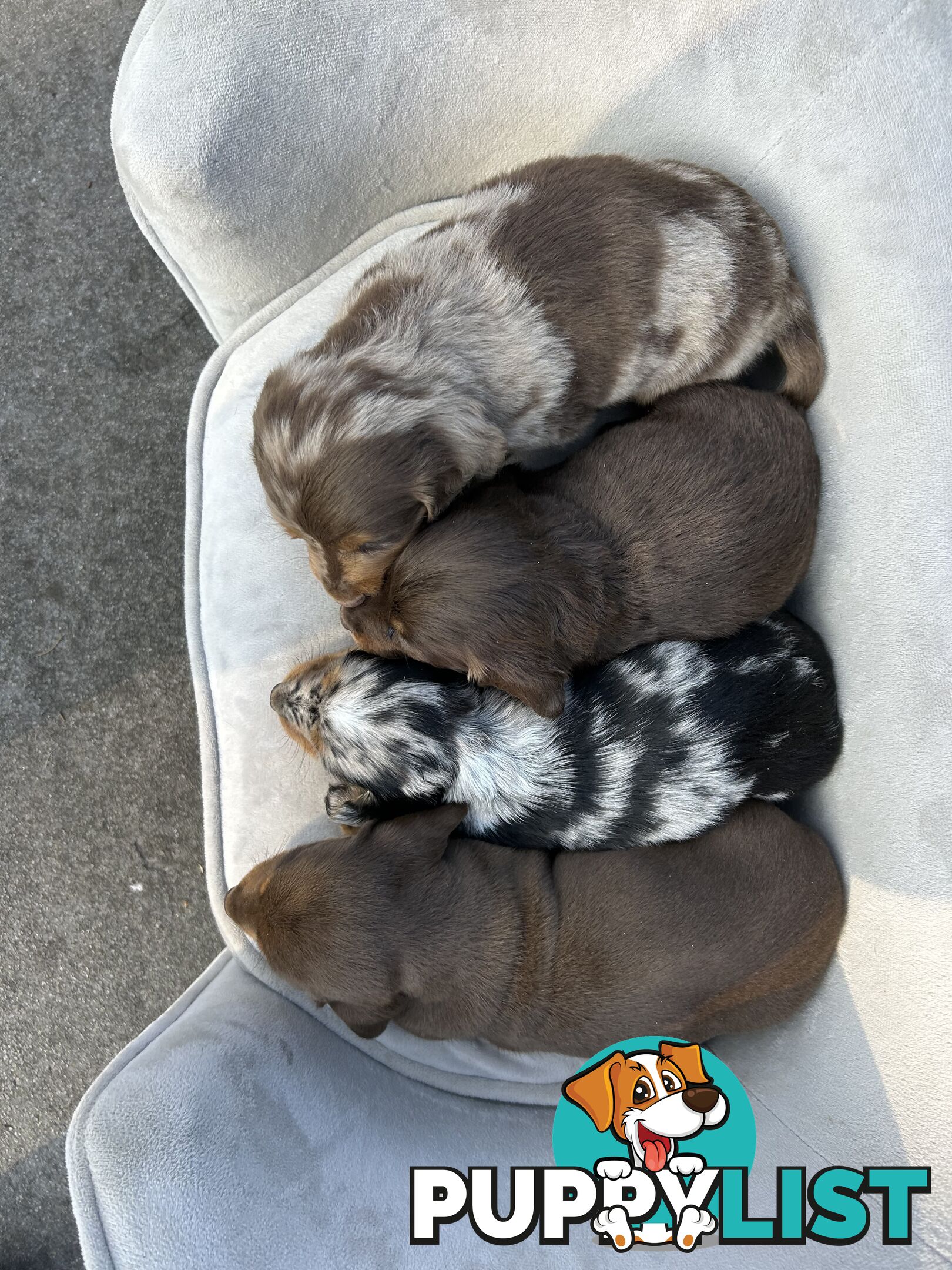 Miniature dachshund pups