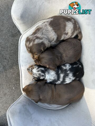 Miniature dachshund pups