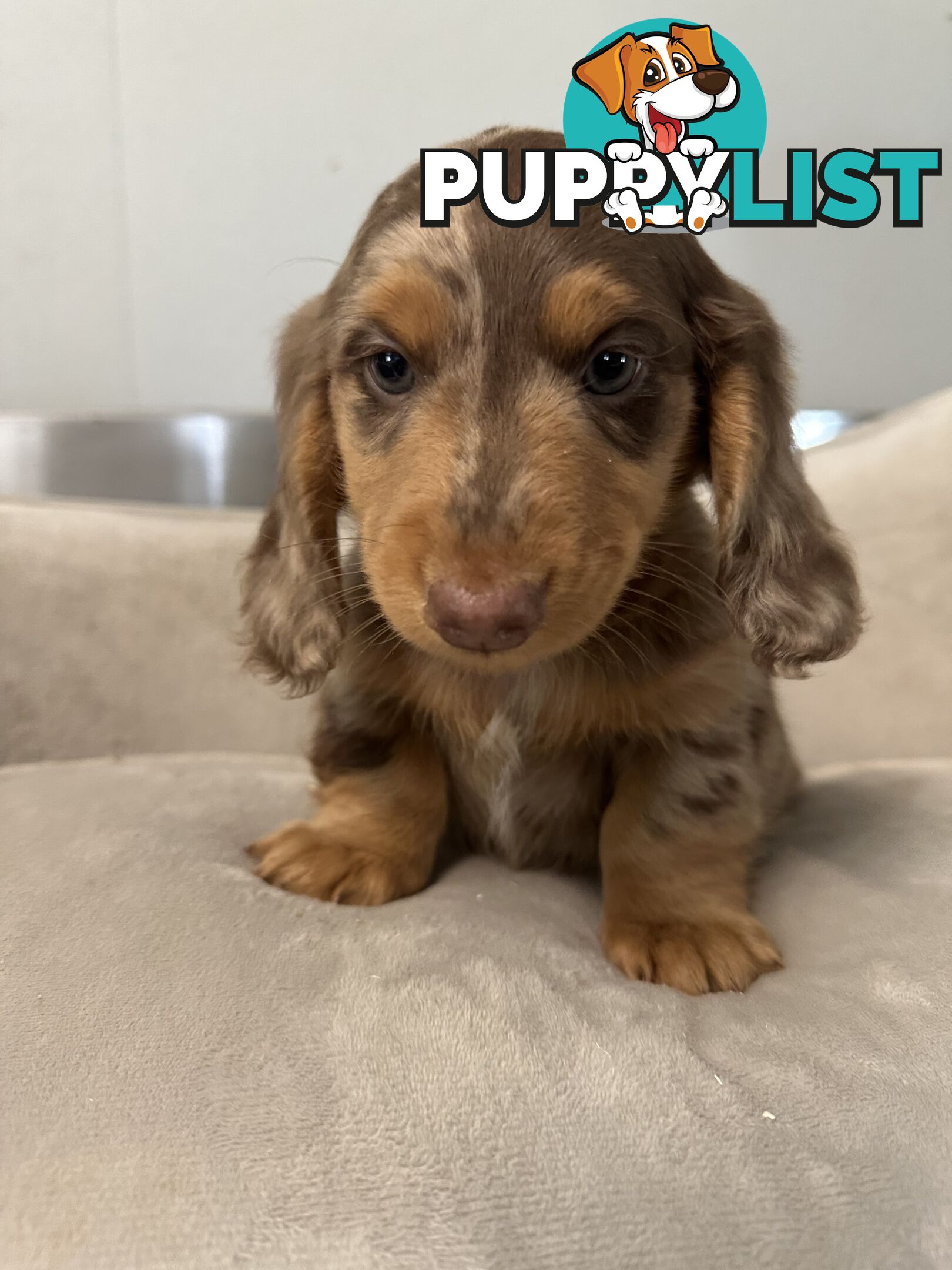 Miniature dachshund pups