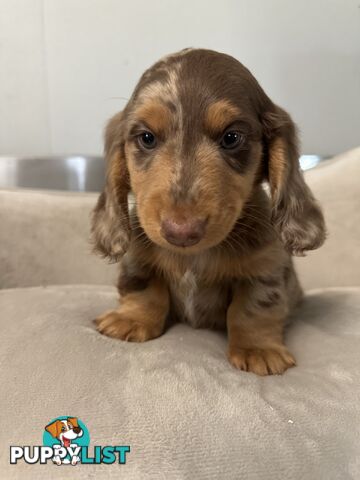 Miniature dachshund pups