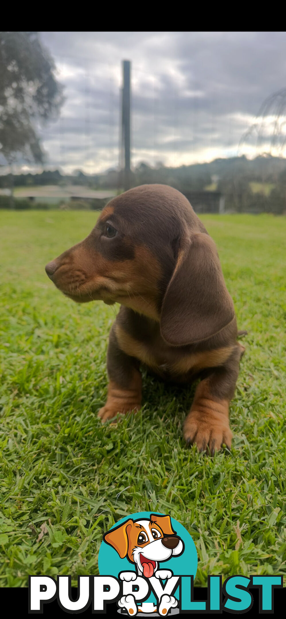 Miniature dachshund pups