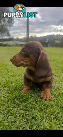 Miniature dachshund pups