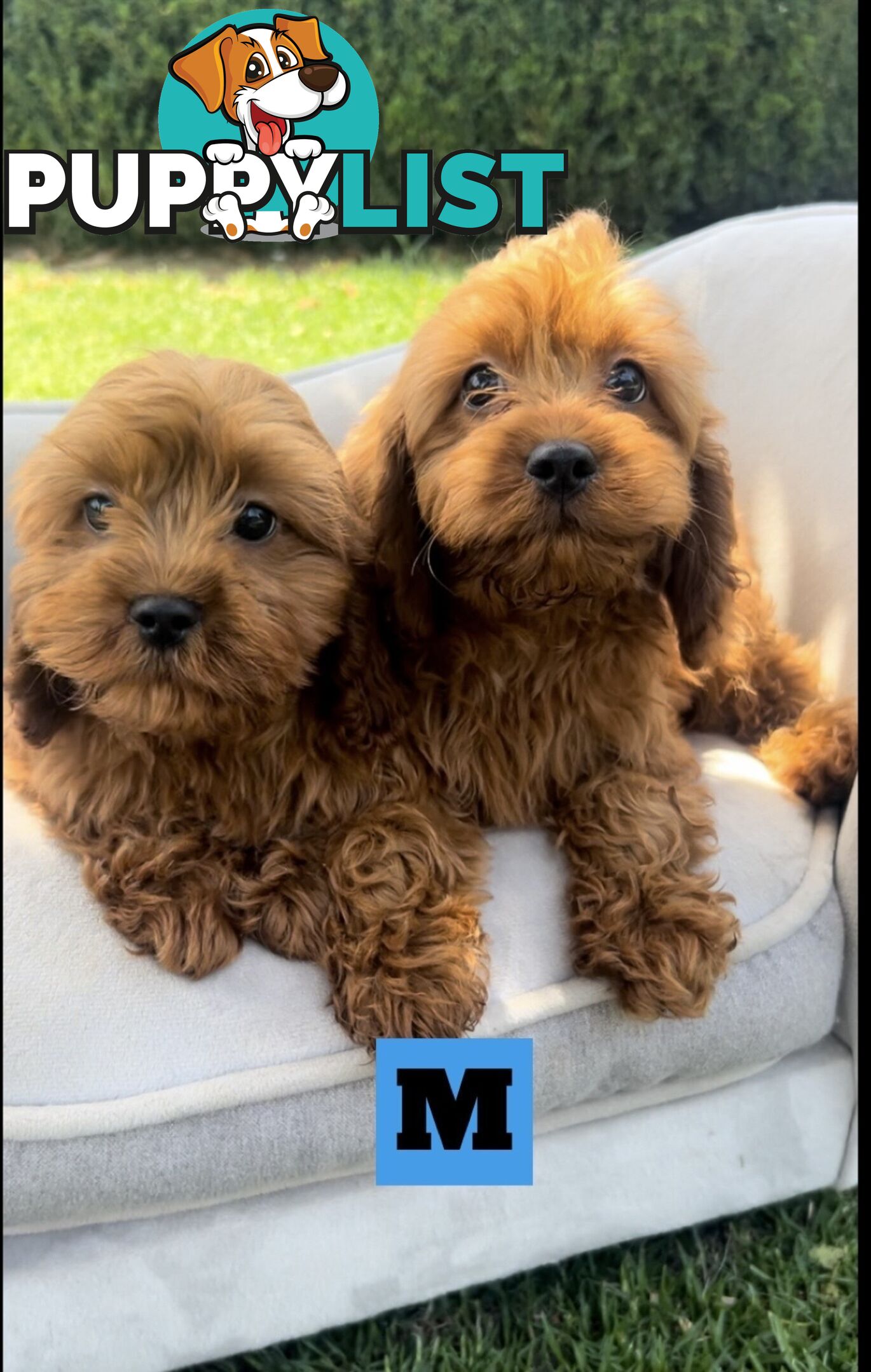 Red cavoodles