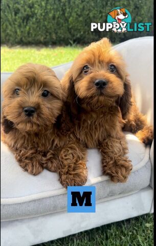 Red cavoodles