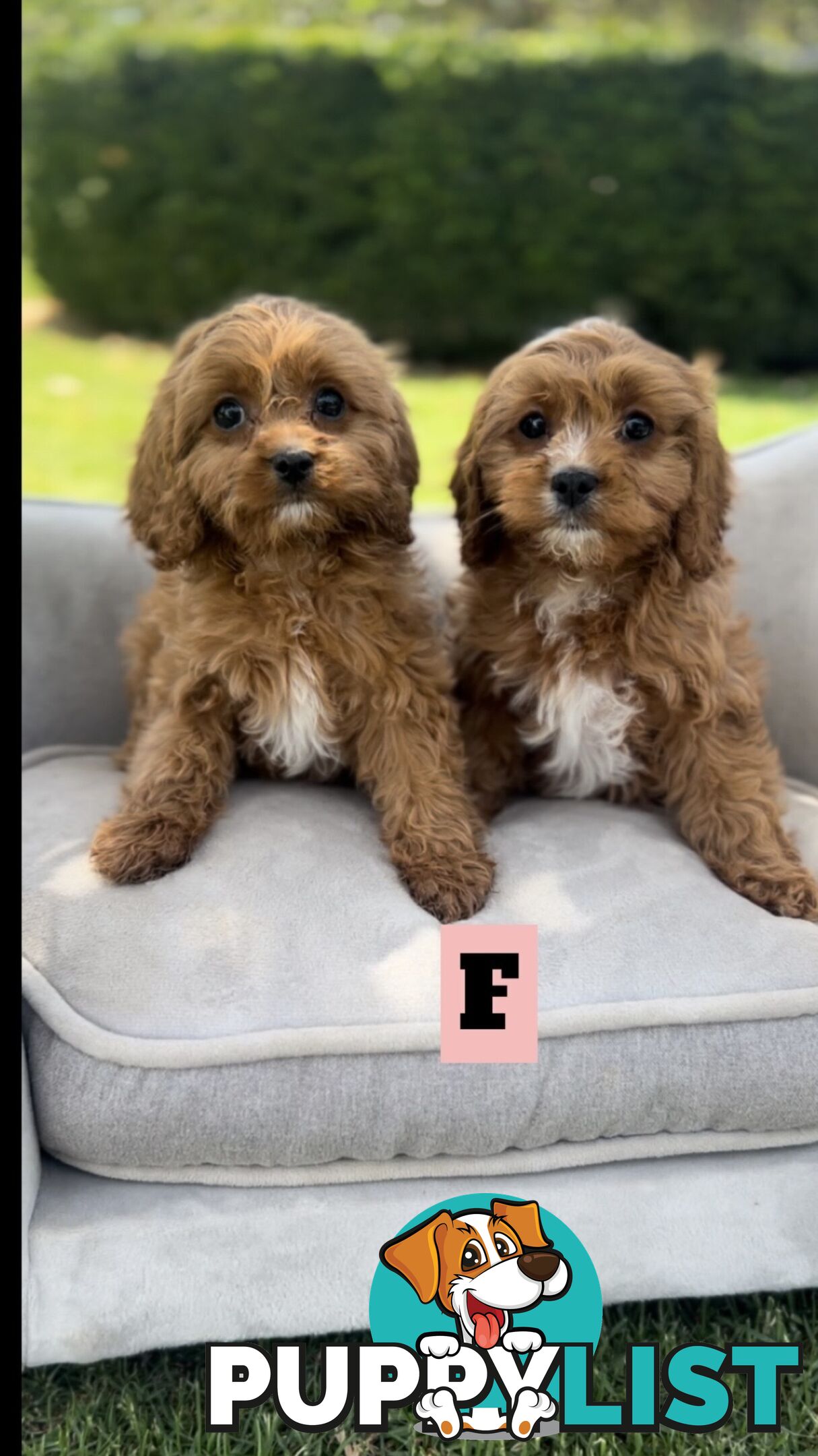 Red cavoodles