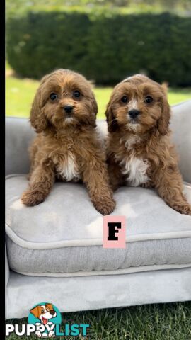 Red cavoodles