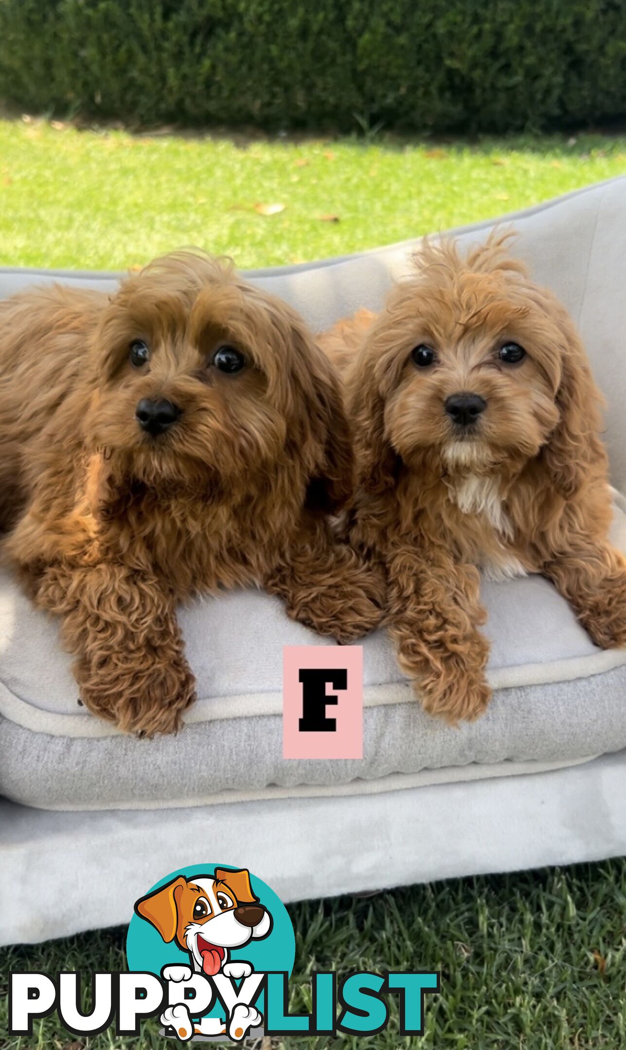 Red cavoodles