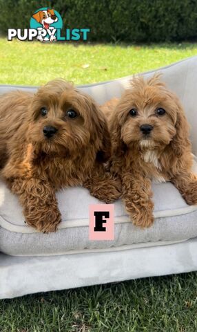 Red cavoodles