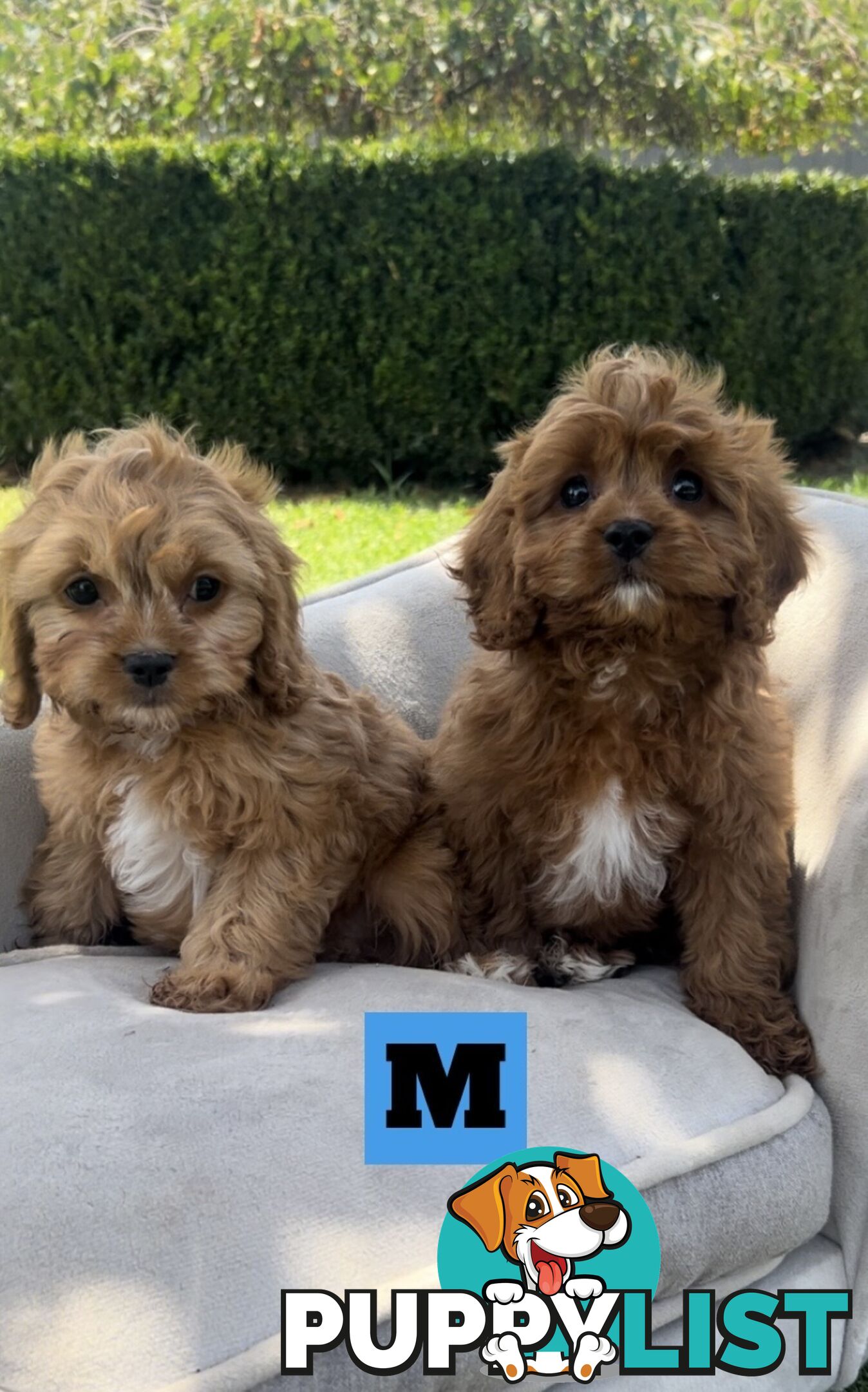 Red cavoodles