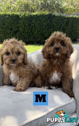 Red cavoodles