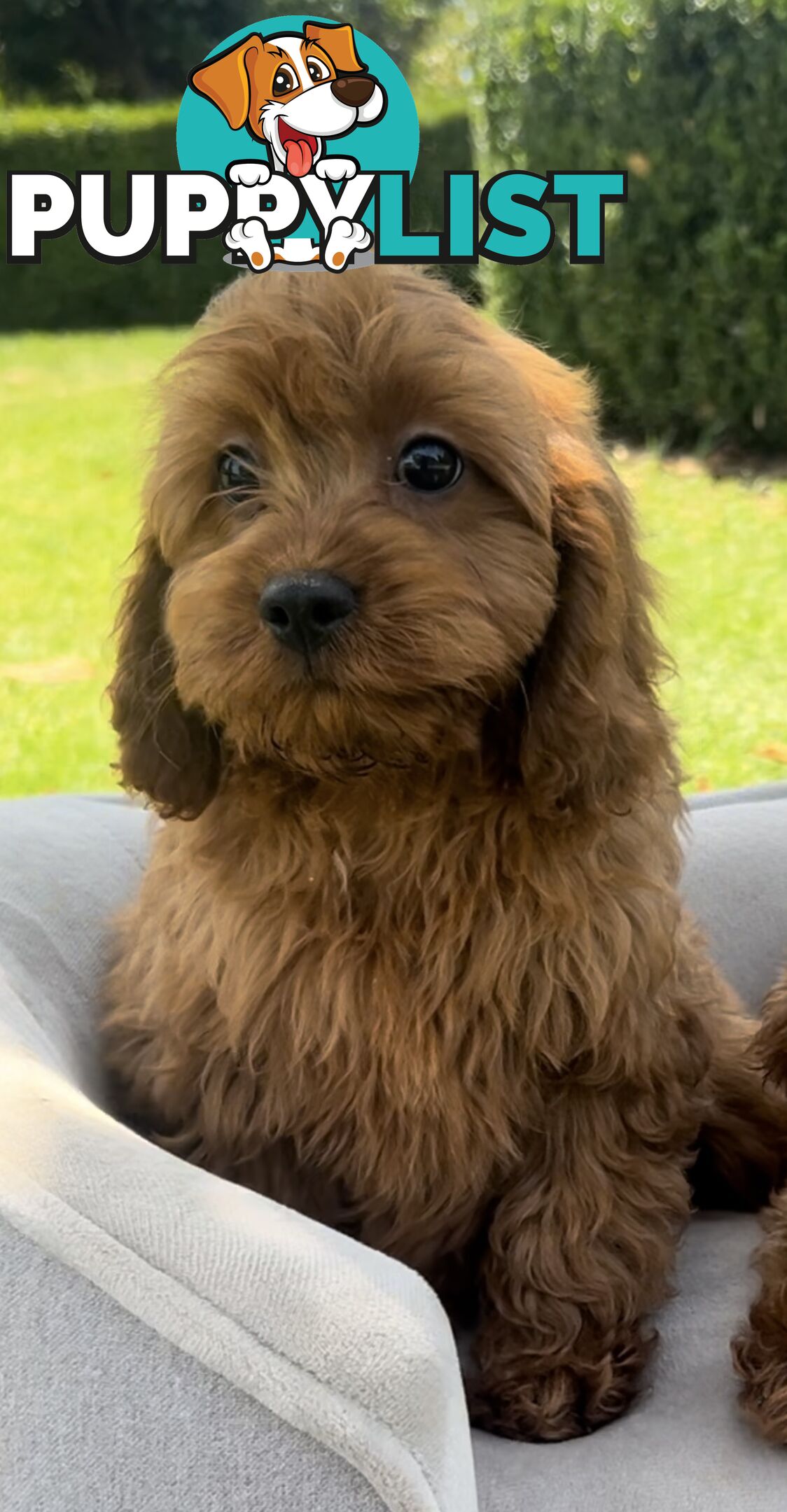 Red cavoodles