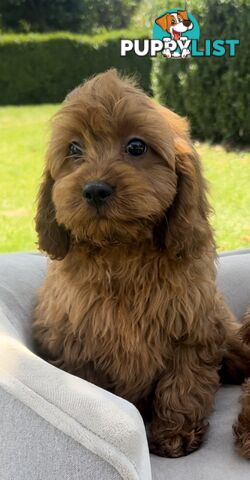 Red cavoodles