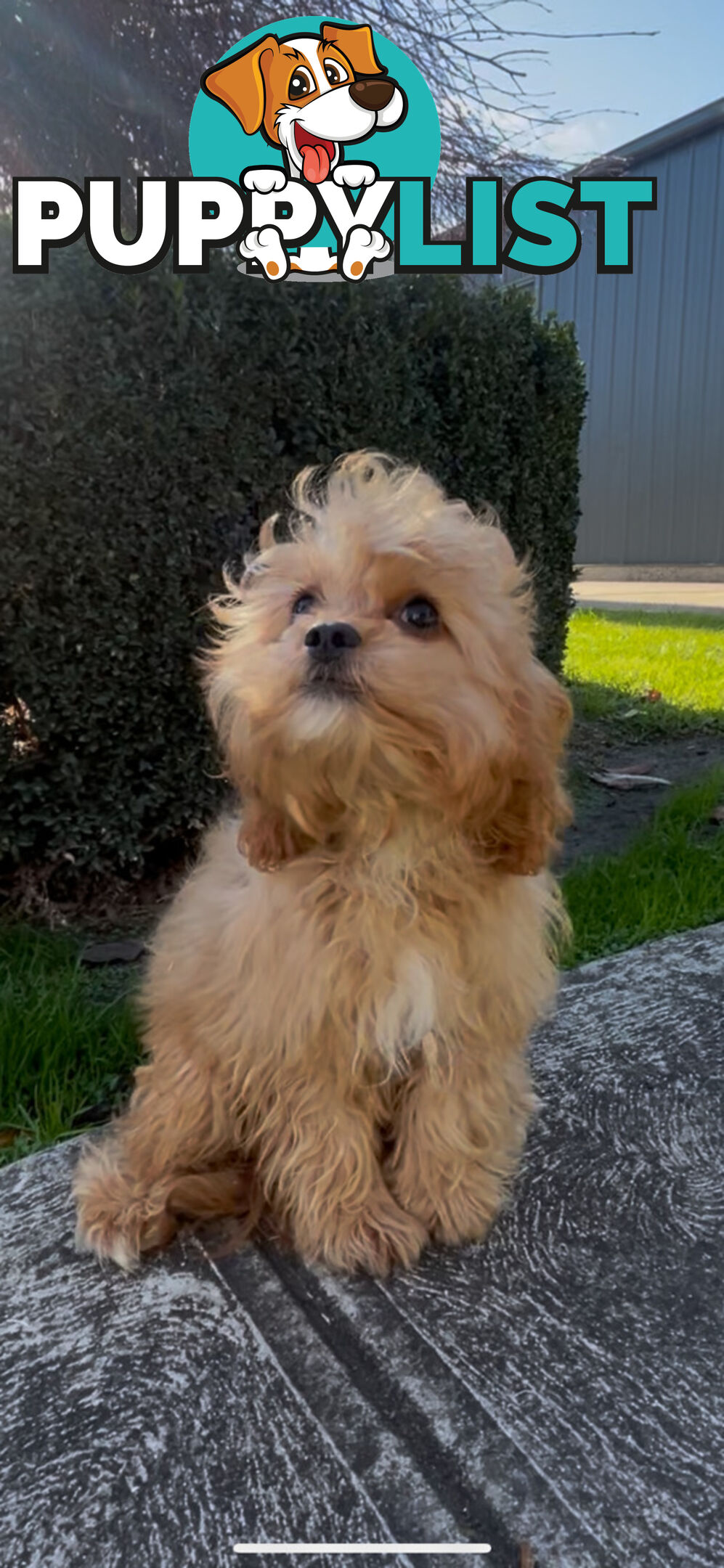 Male cavoodle