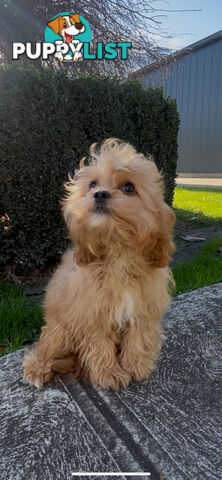Male cavoodle