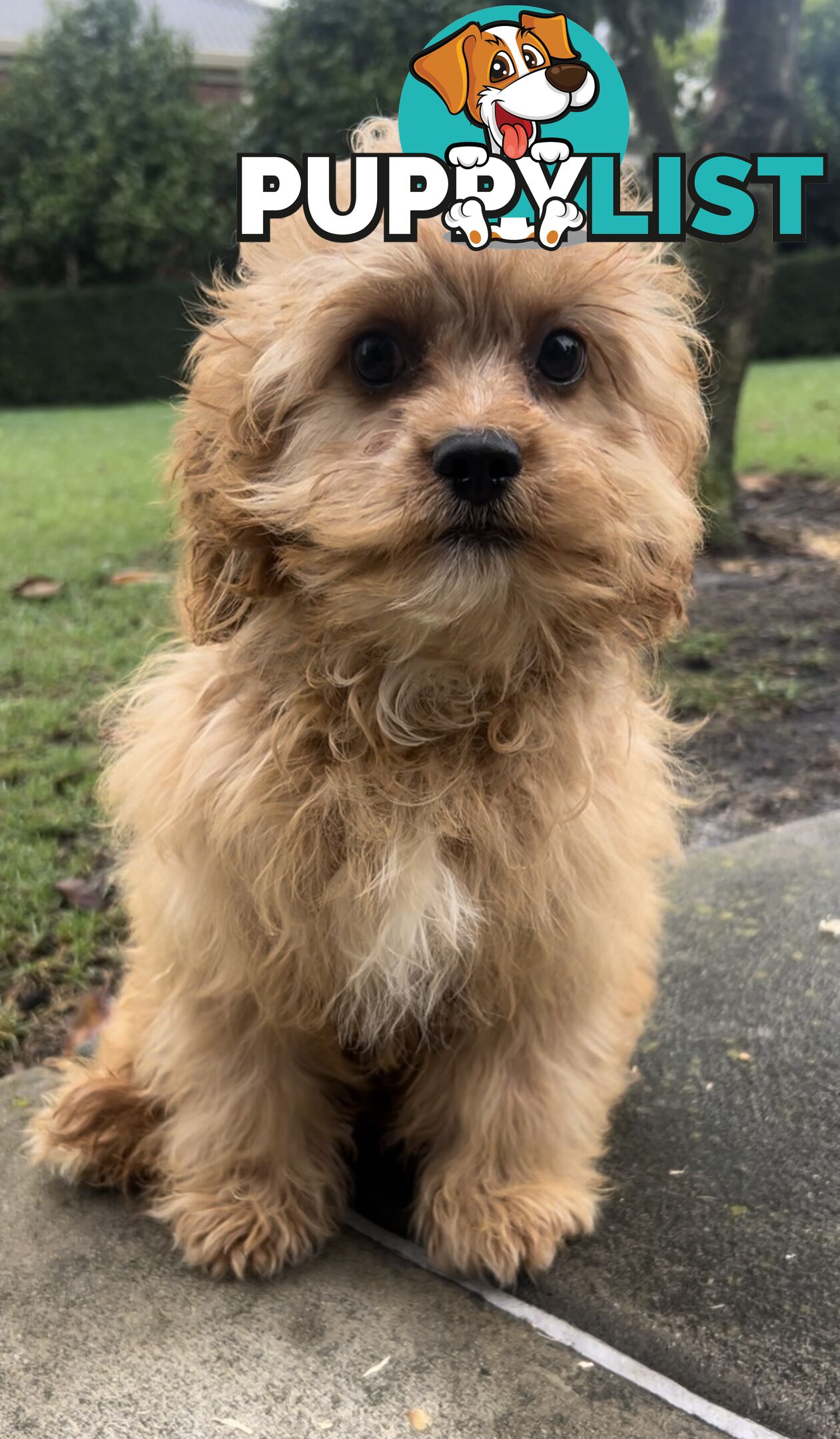 Male cavoodle