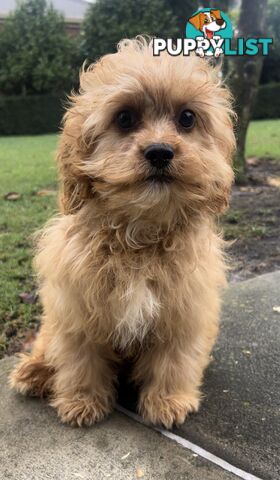 Male cavoodle