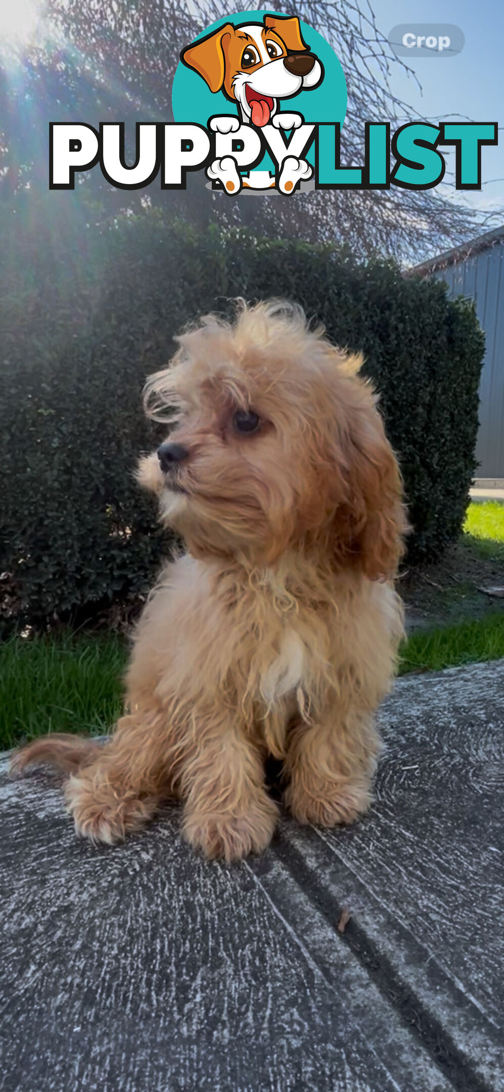 Male cavoodle