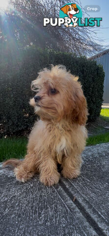 Male cavoodle