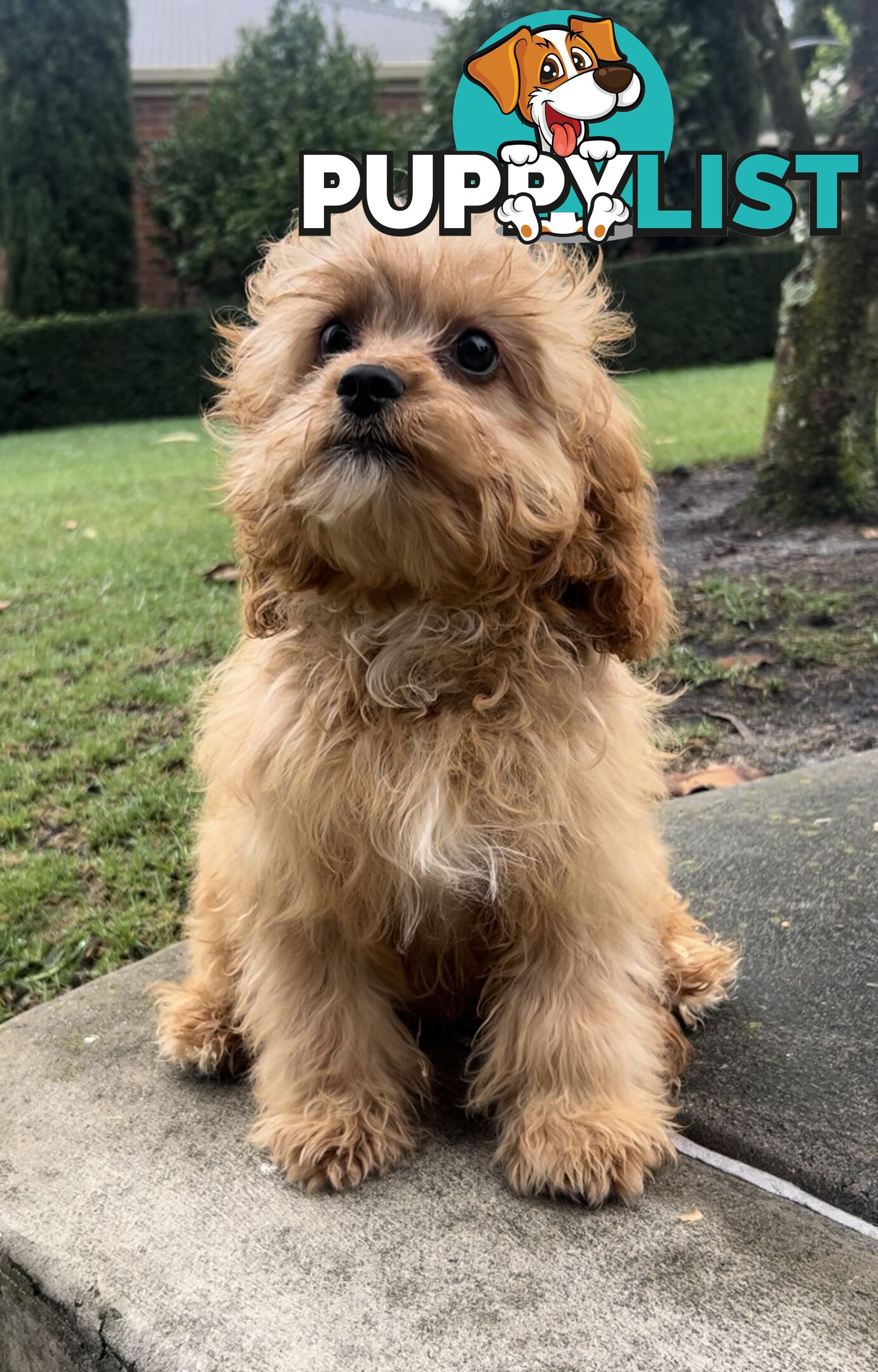 Male cavoodle