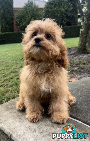 Male cavoodle
