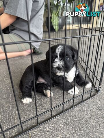 American Staffy X Maltese Terrier puppies