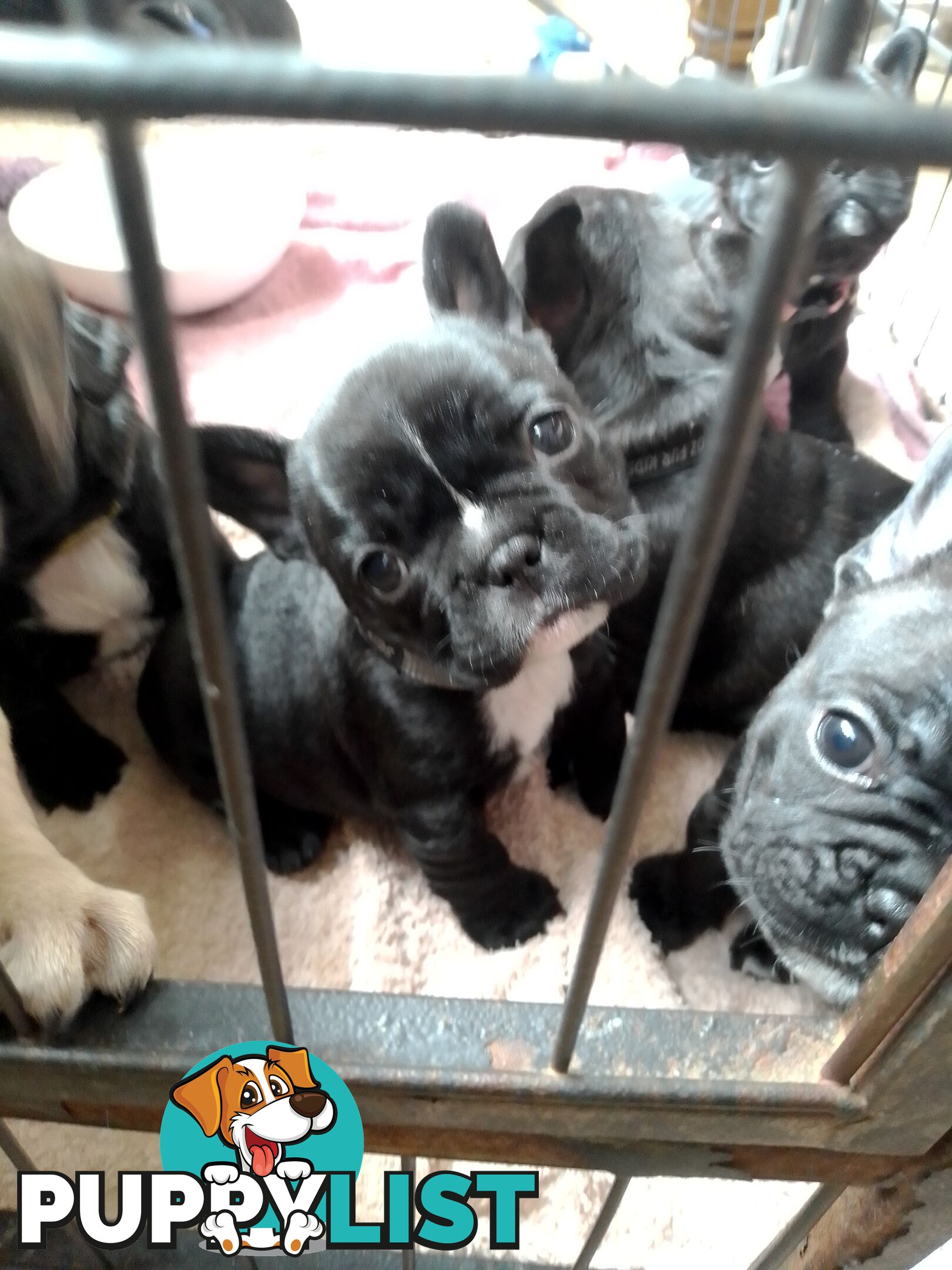 ANKC French bulldogs 