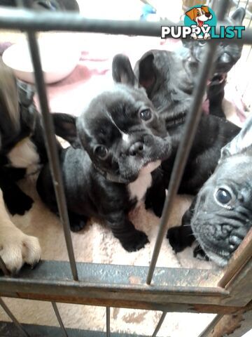 ANKC French bulldogs 