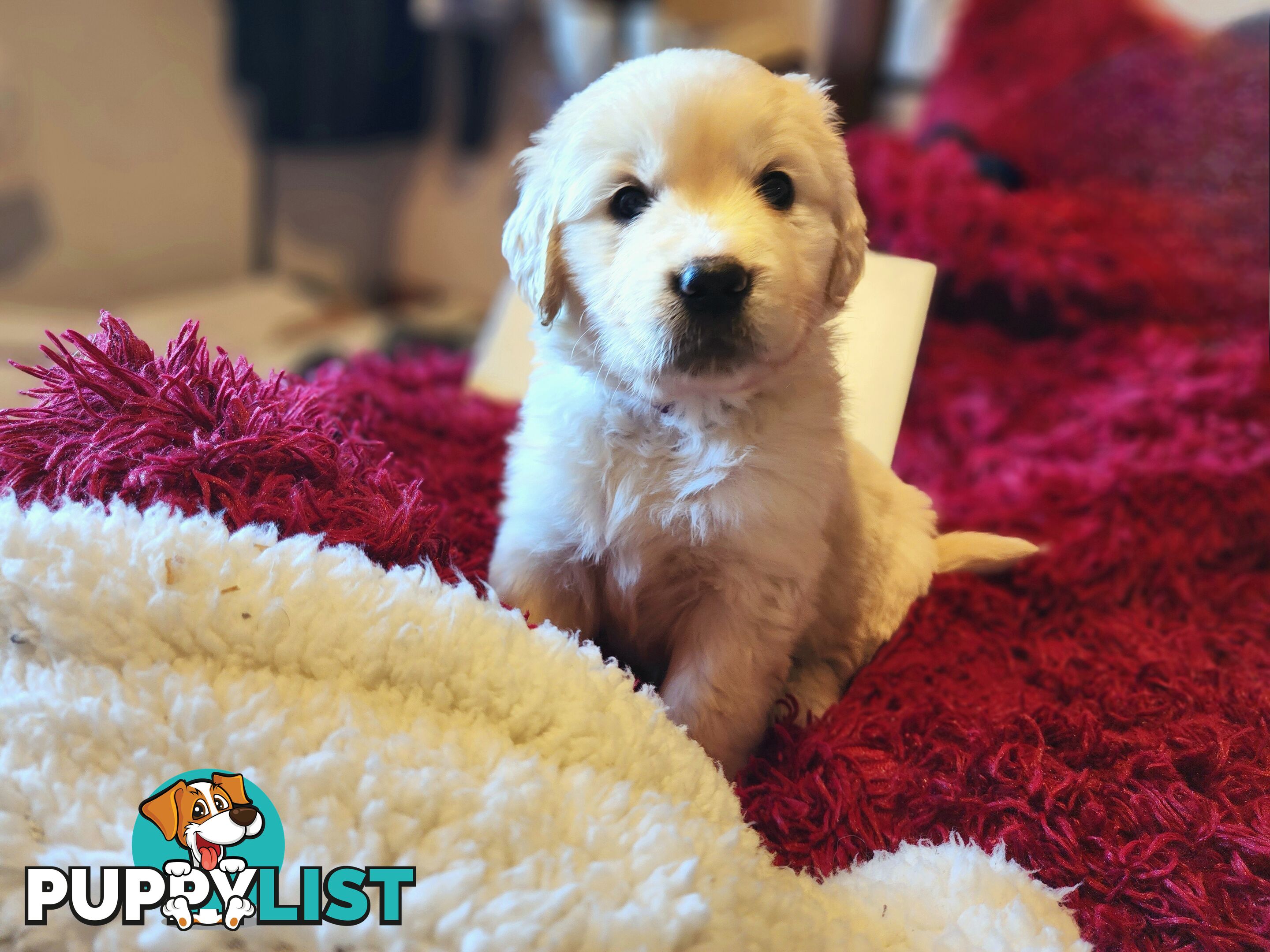 Pedigree Golden Retriever puppies looking for their forever homes