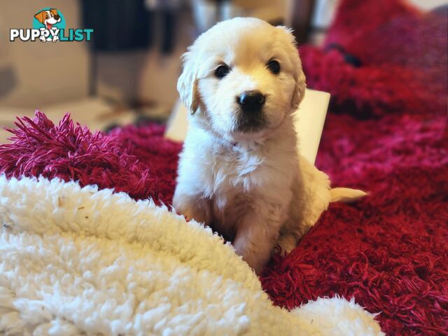 Pedigree Golden Retriever puppies looking for their forever homes