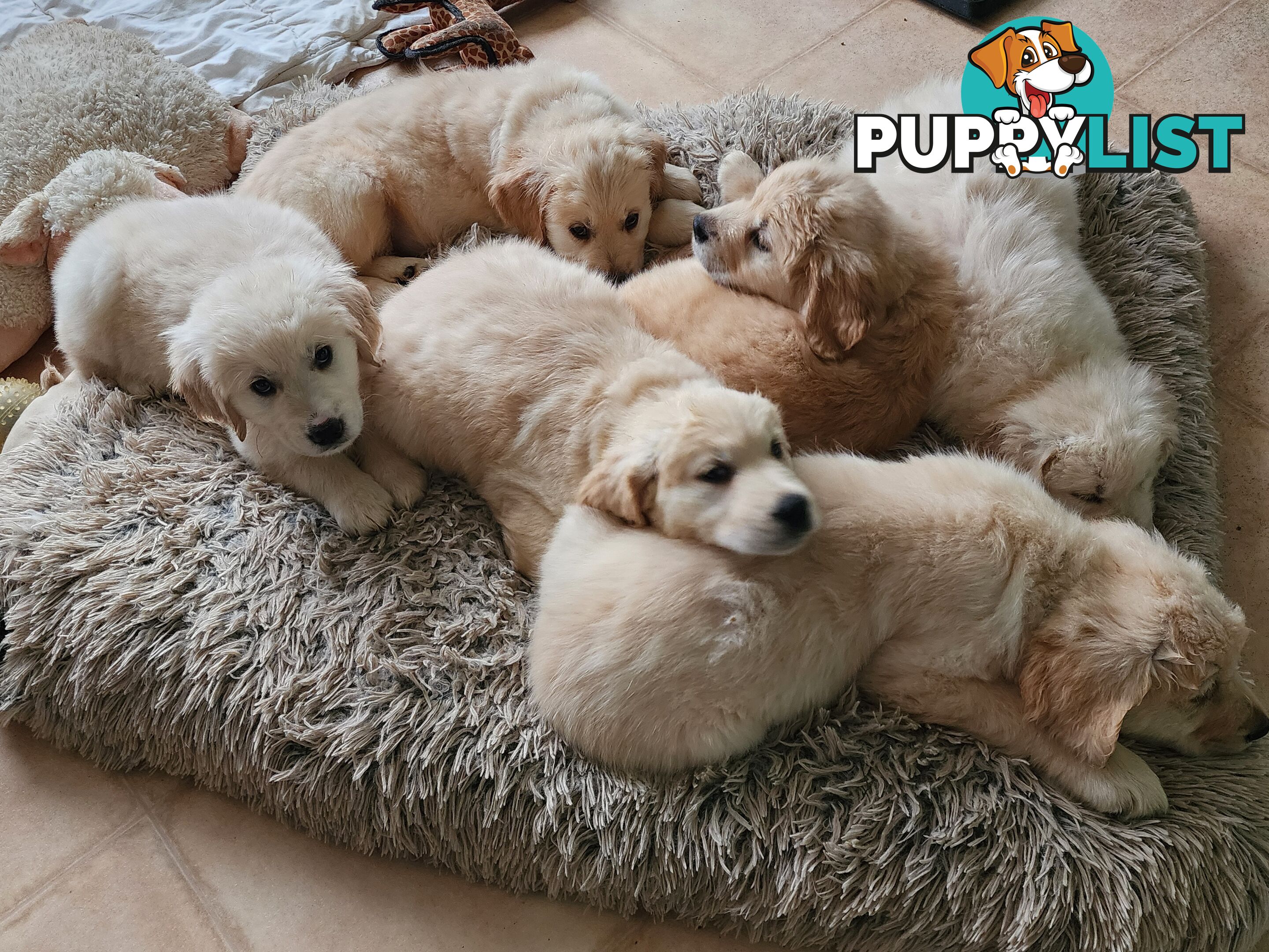 Pedigree Golden Retriever puppies looking for their forever homes