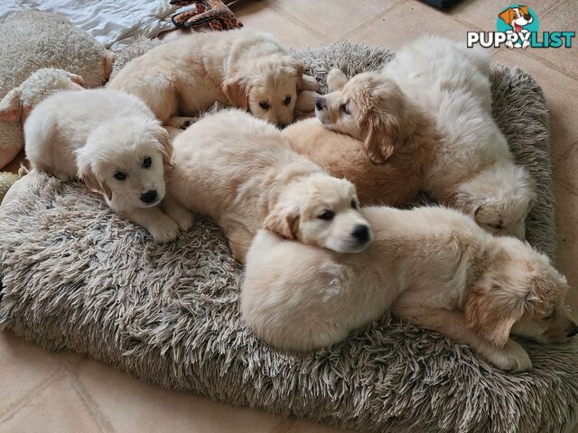 Pedigree Golden Retriever puppies looking for their forever homes