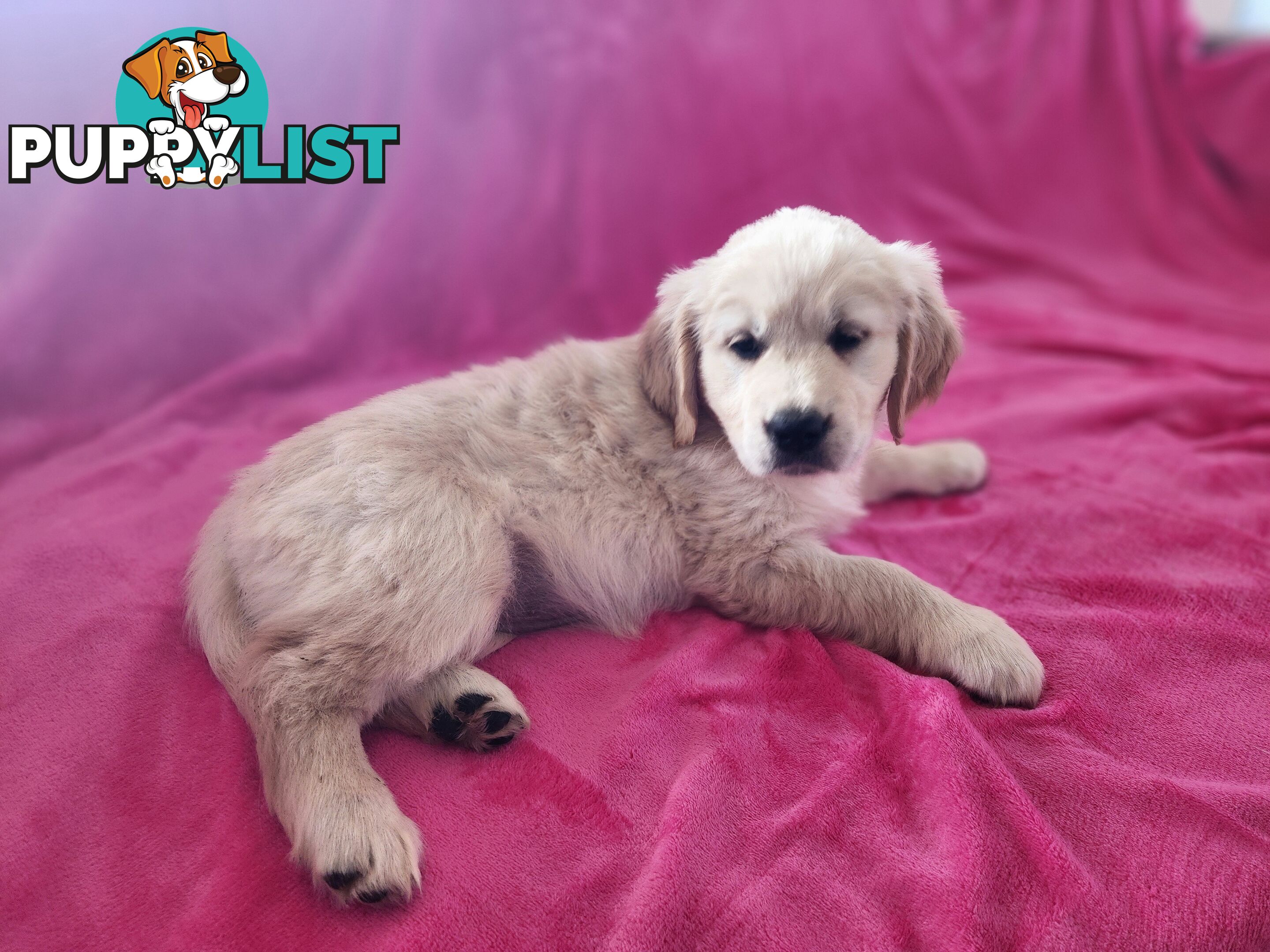 Pedigree Golden Retriever puppies looking for their forever homes